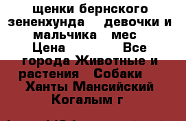 щенки бернского зененхунда. 2 девочки и 2 мальчика(2 мес.) › Цена ­ 22 000 - Все города Животные и растения » Собаки   . Ханты-Мансийский,Когалым г.